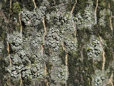 Exemple de lichen (Lecanora conizaeoides) peu sensible à la pollution : sa présence peut indiquer une pollution importante
