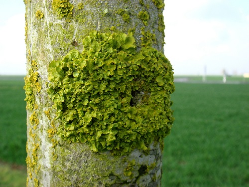 Espèce de lichen (Xanthoria parietina) prélevée lors des campagnes de mesure - Source : Aair Lichens